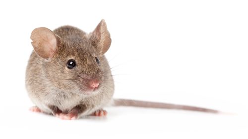 pest marketing